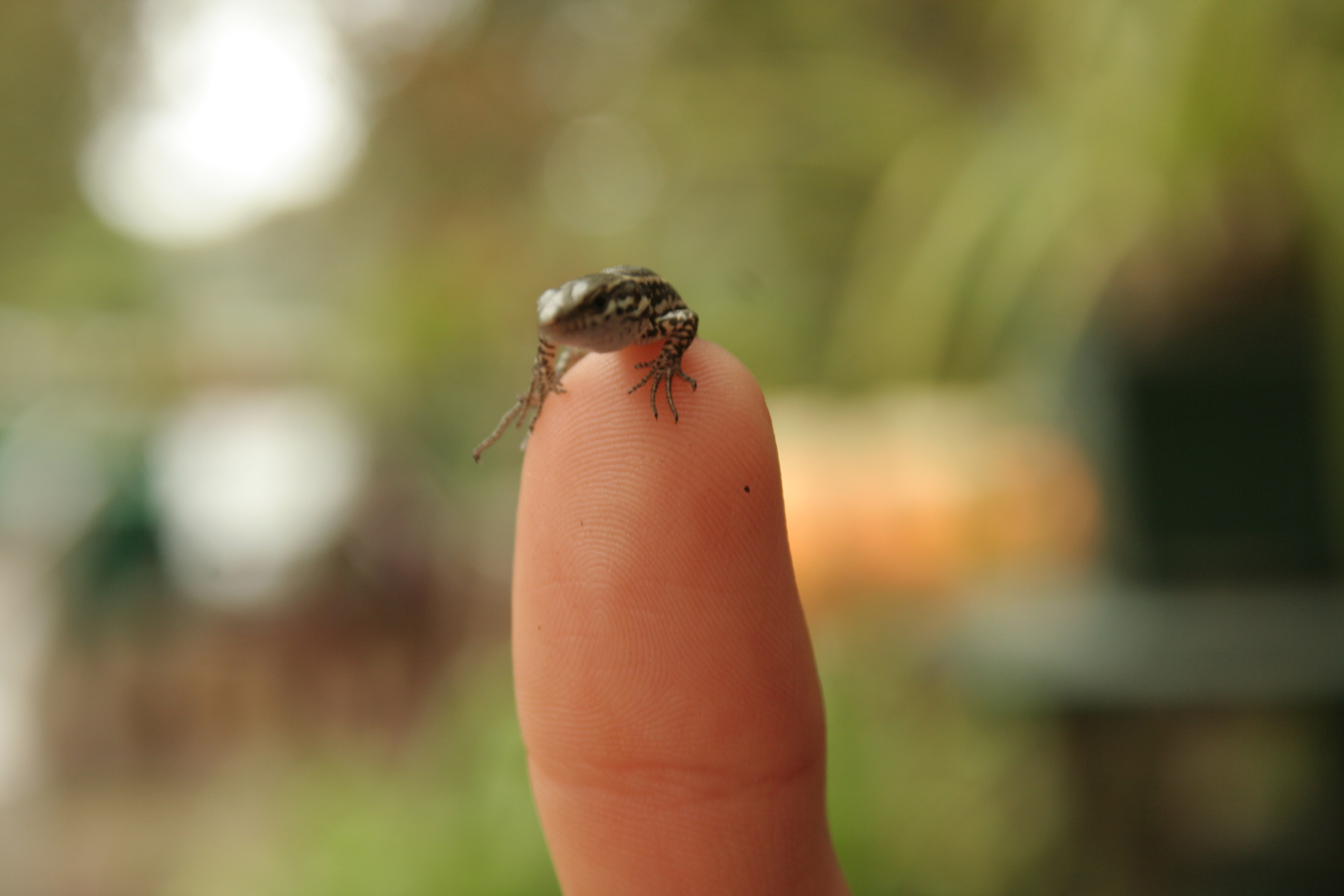 vakantie 2009 a-067.jpg